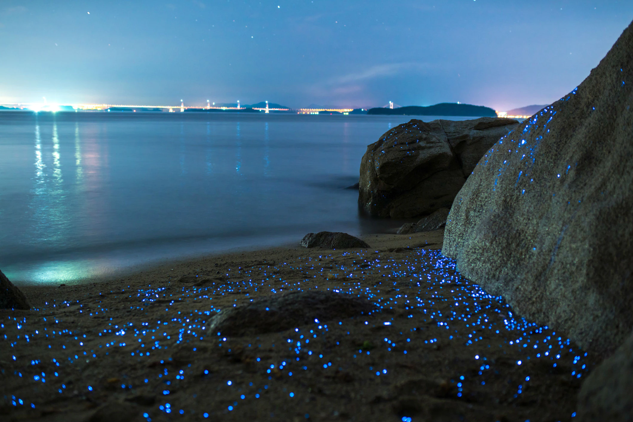 playa de medusas bioluminiscentes